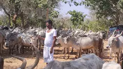 ದೇವರ ಹಸುಗಳಿಗಾಗಿ ಬದುಕನ್ನೇ ಮುಡಿಪಿಟ್ಟ ಬುಡಕಟ್ಟು ಬೇಡ ನಾಯಕ ಸಮುದಾಯ