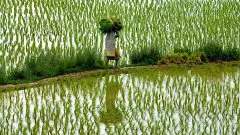 ಎಂಎಸ್‌ಪಿ ಸಮಿತಿ ವರದಿ ಶೀಘ್ರದಲ್ಲೇ ಬಹಿರಂಗ: ಸಚಿವ ಚೌಹಾಣ್