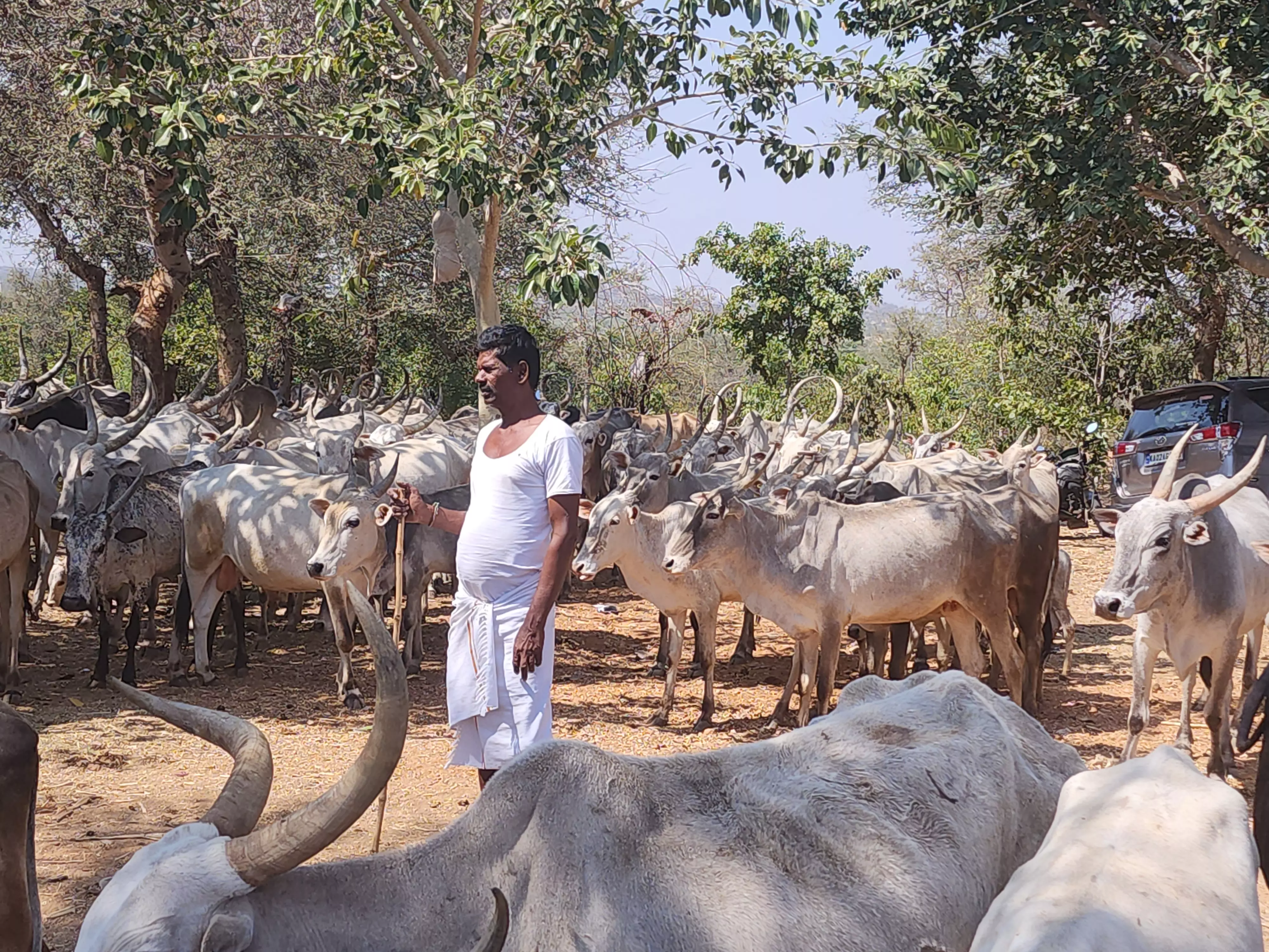 ದೇವರ ಹಸುಗಳಿಗಾಗಿ ಬದುಕನ್ನೇ ಮುಡಿಪಿಟ್ಟ ಬುಡಕಟ್ಟು ಬೇಡ ನಾಯಕ ಸಮುದಾಯ