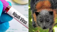 ಕರ್ನಾಟಕಕ್ಕೆ ನಿಫಾ ಭೀತಿ | 41 ಸಂಪರ್ಕಿತರ ಪೈಕಿ ಒಬ್ಬರಿಗೆ ನಿಫಾ ಲಕ್ಷಣ ಪತ್ತೆ