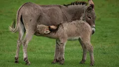 ಕತ್ತೆ ಹಾಲಿನ ವ್ಯವಹಾರ | ಜೆನ್ನಿ ಮಿಲ್ಕ್ ಕಂಪನಿ ವಿರುದ್ಧ ಸಾಲುಸಾಲು ದೂರು