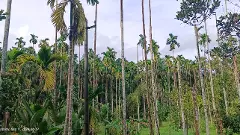 ಸಂಕಷ್ಟದಲ್ಲಿ ಅಡಿಕೆ ಬೆಳೆಗಾರರು; 14,500 ಹೆಕ್ಟೇರ್‌ ಪ್ರದೇಶ ವ್ಯಾಪಿಸಿದ ಹಳದಿ ಎಲೆ ರೋಗ