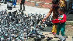 ಅರಮನೆ ಬಳಿ ಪಾರಿವಾಳಕ್ಕೆ ಆಹಾರ ನಿಷೇಧಕ್ಕೆ ಒತ್ತಾಯಿಸುತ್ತಿರುವುದೇಕೆ?