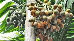 ಭದ್ರಾವತಿಯಲ್ಲಿ ದುಷ್ಕೃತ್ಯ | ಫಸಲಿಗೆ ಬಂದಿದ್ದ ಅಡಿಕೆ ಮರಗಳನ್ನು ಕಡಿದು ಅಟ್ಟಹಾಸ