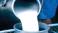 ಸರ್ಕಾರ ಕೊಟ್ಟಿಲ್ಲ ಹೈನುಗಾರರ ಪ್ರೋತ್ಸಾಹಧನ; ನಾಲ್ಕು ತಿಂಗಳಿಂದ 400 ಕೋಟಿ  ಬಾಕಿ