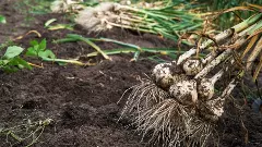 CHINA GOODS | ಉಡುಪಿಯಲ್ಲಿ 5 ಕ್ವಿಂಟಲ್ ಚೀನಾ ಬೆಳ್ಳುಳ್ಳಿ ಜಪ್ತಿ