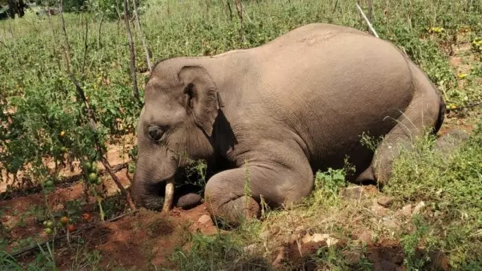 Elephant Death | ಗ್ರಾಮಸ್ಥರು ನಿರ್ಮಿಸಿದ ಕಂದಕ| ಆಹಾರ ಹುಡುಕಿ ಬಂದ ಎರಡು ಆನೆಗಳ ಸಾವು