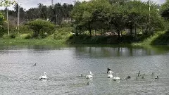 ಬೆಂಗಳೂರಿನ ಕೆರೆ ನೈರ್ಮಲ್ಯ | ರಾಜ್ಯ ಸರ್ಕಾರಕ್ಕೆ NGT ಚಾಟಿ