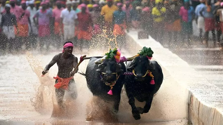 ಬೆಂಗಳೂರು ಕಂಬಳ ನಿಲ್ಲಿಸಲು ಹೈಕೋರ್ಟ್‌ ಮೊರೆ ಹೋದ PETA