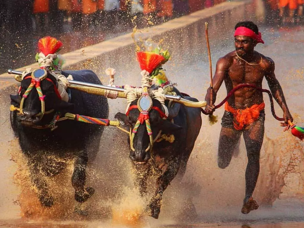 Kambala Controversy | ಬೆಂಗಳೂರು ಕಂಬಳಕ್ಕೆ ಅನುಮತಿ;  ಹೈಕೋರ್ಟ್‌ ಅಂಗಳದಲ್ಲಿ ವಿವಾದ