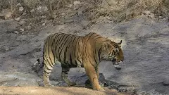 ರಣಥಂಬೋರ್ ಬಳಿ ಕುರಿಗಾಹಿಯನ್ನು ಕೊಂದ ಹುಲಿಯನ್ನು ಕಲ್ಲಿನಿಂದ ಹೊಡೆದು ಸಾಯಿಸಿದ ಗ್ರಾಮಸ್ಥರು