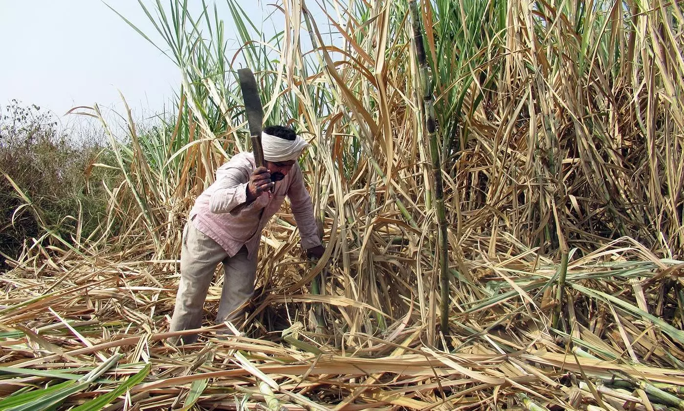 Sugar Cane Issue | ಬಾಕಿ ನಡುವೆಯೂ ಕಬ್ಬು ಅರೆಯುವಿಕೆ ಆರಂಭ; ಎಫ್‌ಆರ್‌ಪಿಗಿಂತ ಕಡಿಮೆ ದರ ಪಾವತಿಗೆ ರೈತರ ಆಕ್ರೋಶ