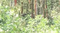 Elephant Death | ಮೃತ ಆನೆಯ ಬಳಿಯೇ ಬೀಡುಬಿಟ್ಟ ಆನೆ ಹಿಂಡು: ಏಳು ಗ್ರಾಮಗಳಲ್ಲಿ ನಿಷೇದಾಜ್ಞೆ