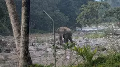 ಚಾರ್ಮಾಡಿ ಮೃತ್ಯುಂಜಯ ನದಿ ಬಳಿ ಒಂಟಿ ಸಲಗ ಪ್ರತ್ಯಕ್ಷ