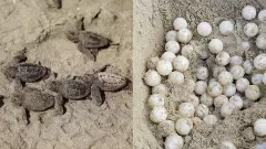 Honnavar Turtle | ಕಡಲಾಮೆ ಮೊಟ್ಟೆ ಸಂರಕ್ಷಣೆ ಕೇಂದ್ರ ಸ್ಥಾಪನೆಗೆ ಸರ್ಕಾರದ ಚಿಂತನೆ