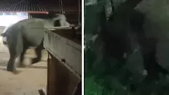 Man vs Wild | ಚಂಪಾಷಷ್ಠಿಗೆ ಮುನ್ನ ಕುಕ್ಕೆ ಸುಬ್ರಹ್ಮಣ್ಯ ದೇಗುಲದ ಬಳಿ ಕಾಡಾನೆ ಪ್ರತ್ಯಕ್ಷ; ಭಕ್ತರ ಆತಂಕ