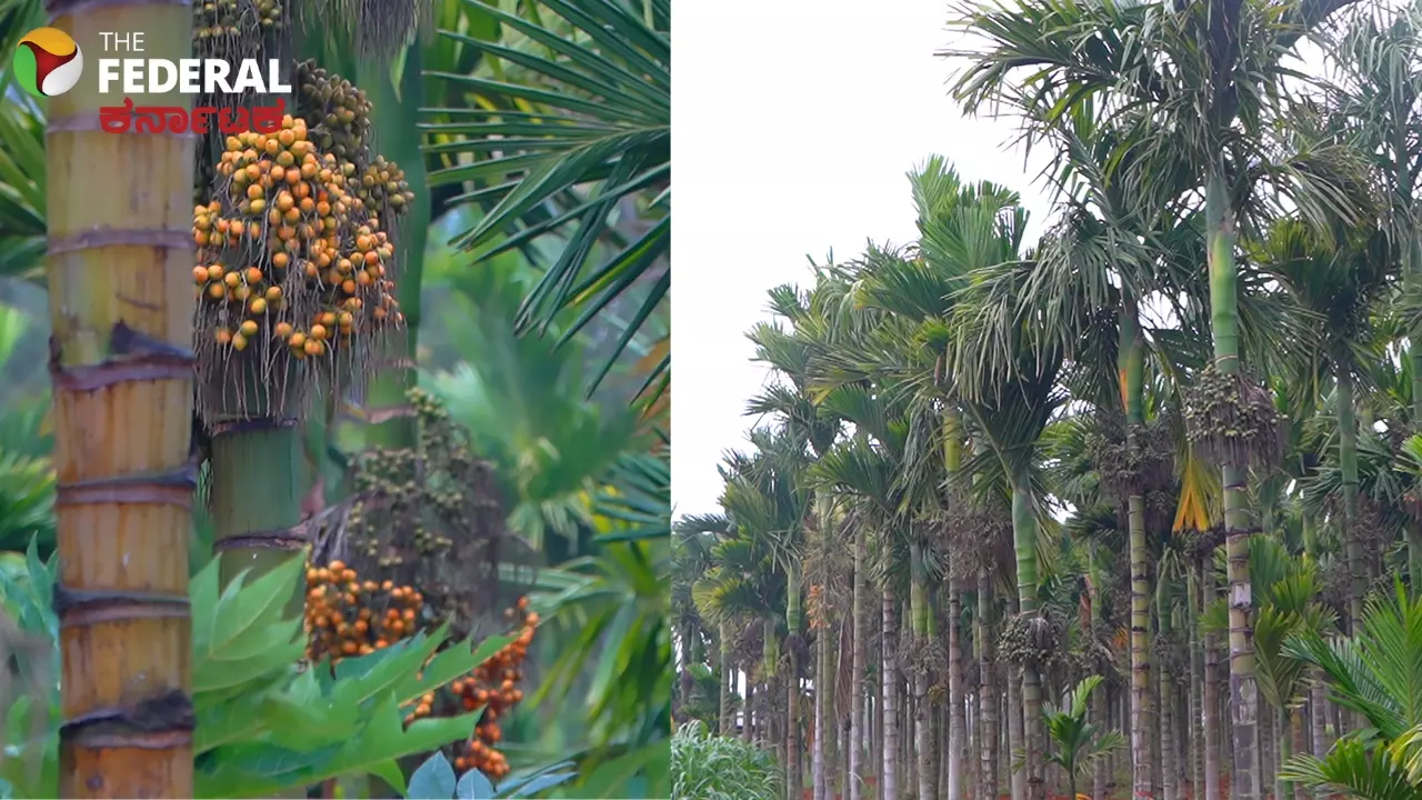 ಅಡಿಕೆ ಆತಂಕ | ಪ್ರಯೋಜನಗಳನ್ನು ಪಟ್ಟಿ ಮಾಡಿದ್ದ ವಿಶ್ವ ಆರೋಗ್ಯ ಸಂಸ್ಥೆ ಈಗ ಯೂ-ಟರ್ನ್‌!