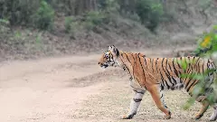 ಹಾದಿ ತಪ್ಪಿ ಬಂದ ಹುಲಿ ಮರಿ ಜತೆ ಸೆಲ್ಫಿ ತೆಗೆದುಕೊಂಡ ಗ್ರಾಮಸ್ಥರು!