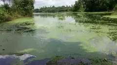 Federal Ground Report | ಕೊಳವೆ ಬಾವಿ ನೀರಲ್ಲೂ ಕ್ಯಾನ್ಸರ್ ಅಂಶ; ಜೀವಕಂಟಕವಾದ ಕಲುಷಿತ ಕೆರೆ ನೀರು!