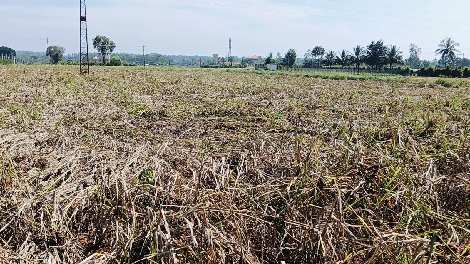 ದೊಡ್ಡಬಳ್ಳಾಪುರದ ಗೌಡಹಳ್ಳಿ ಗ್ರಾಮದಲ್ಲಿ ರಾಗಿ ಬೆಳೆ ನೆಲಕಚ್ಚಿರುವ ದೃಶ್ಯ