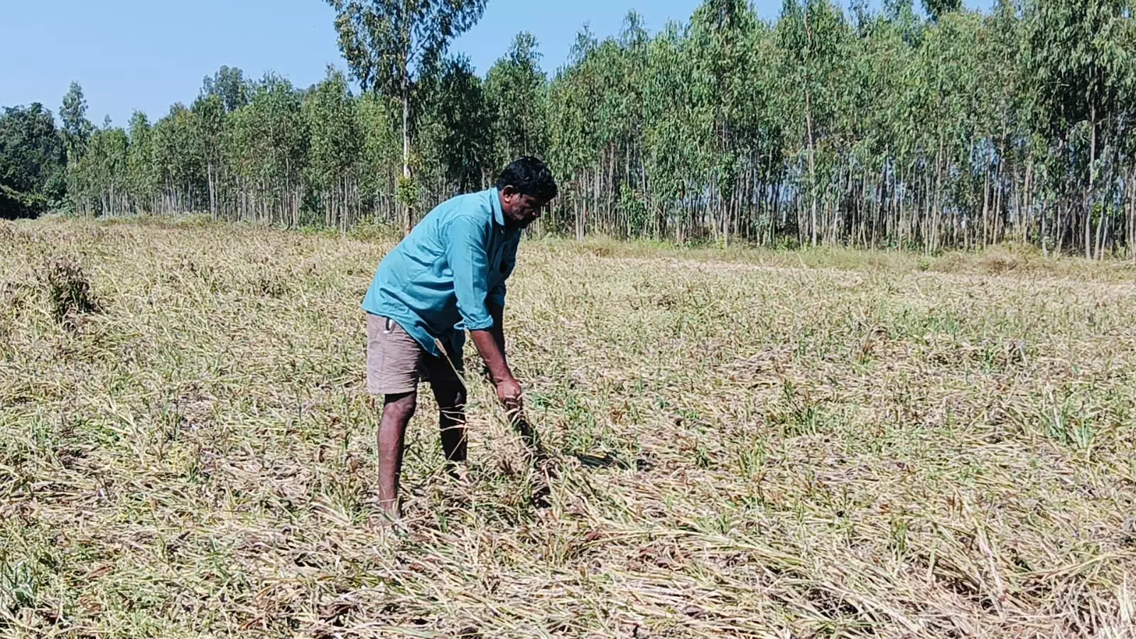 ದೊಡ್ಡಬಳ್ಳಾಪುರ ತಾಲೂಕಿನ ಗೌಡಹಳ್ಳಿಯಲ್ಲಿ ರೈತ ಆನಂದ ಮೂರ್ತಿ ಜಮೀನುನಲ್ಲಿ ರಾಗಿ ಬೆಳೆ ಹಾನಿಯಾಗಿರುವುದು