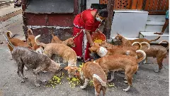 ಸಾಕು ಪ್ರಾಣಿಗಳಿಗಿವೆ ಐದು ಸ್ವಾತಂತ್ರ್ಯ!  ಬೀದಿನಾಯಿ ಲಾಲನೆಗೆ, ಸಾಕುನಾಯಿ ಪಾಲನೆಗೆ ಬಂತು ಬಿಬಿಎಂಪಿ ನಿಯಮ