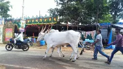 ಘಾಟಿ ಸುಬ್ರಹ್ಮಣ್ಯ | ಹಳ್ಳಿಕಾರ್‌, ಅಮೃತ್‌ ಮಹಲ್‌ ರಾಸುಗಳಿಂದ ಕಳೆಗಟ್ಟಿದ ಜಾನುವಾರು ಜಾತ್ರೆ