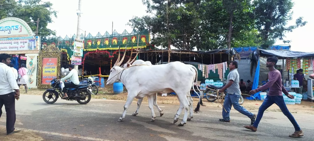 ಘಾಟಿ ಸುಬ್ರಹ್ಮಣ್ಯ | ಹಳ್ಳಿಕಾರ್‌, ಅಮೃತ್‌ ಮಹಲ್‌ ರಾಸುಗಳಿಂದ ಕಳೆಗಟ್ಟಿದ ಜಾನುವಾರು ಜಾತ್ರೆ