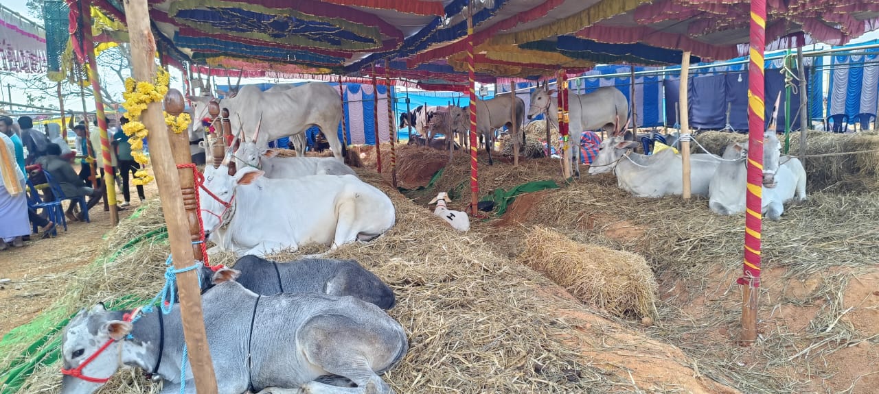 ದೊಡ್ಡಬಳ್ಳಾಪುರ ತಾಲೂಕಿನ ಘಾಟಿ ಸುಬ್ರಹ್ಮಣ್ಯ ದೇವಾಲಯದಲ್ಲಿ ಜಾನುವಾರು ಜಾತ್ರೆಯ ನೋಟ ದೊಡ್ಡಬಳ್ಳಾಪುರ ತಾಲೂಕಿನ ಘಾಟಿ ಸುಬ್ರಹ್ಮಣ್ಯ ದೇವಾಲಯದಲ್ಲಿ ಜಾನುವಾರು ಜಾತ್ರೆಯ ನೋಟ