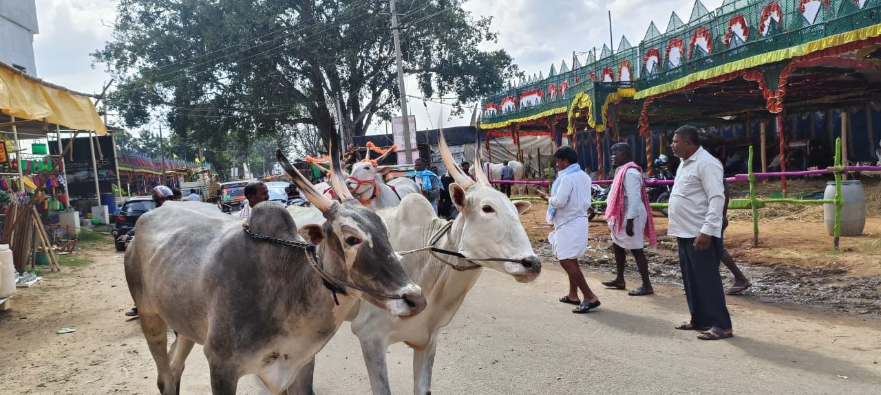 ಘಾಟಿ ಜಾನುವಾರು ಜಾತ್ರೆಯಲ್ಲಿ ಎತ್ತುಗಳ ಜೋಡಿ ಘಾಟಿ ಜಾನುವಾರು ಜಾತ್ರೆಯಲ್ಲಿ ಎತ್ತುಗಳ ಜೋಡಿ