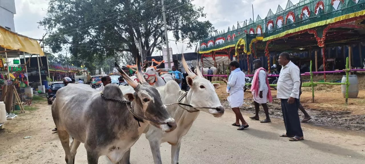 ಘಾಟಿ ಜಾನುವಾರು ಜಾತ್ರೆಯಲ್ಲಿ ಎತ್ತುಗಳ ಜೋಡಿ