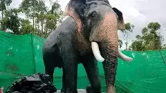 Elephant Arjuna | ಮತ್ತೆ ಕಣ್ಣೆದುರು ಬರಲಿದ್ದಾನೆ ಕರುನಾಡ ಕಣ್ಮಣಿ ʼಅರ್ಜುನʼ!