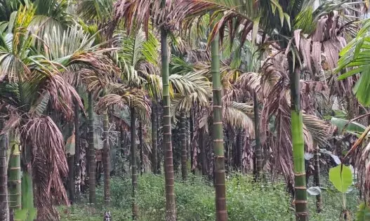 ಅಡಿಕೆ ಆತಂಕ | ಮಂಡಳಿ ಸ್ಥಾಪನೆ ಪ್ರಸ್ತಾವನೆ ತಳ್ಳಿಹಾಕಿದ ಕೇಂದ್ರ: ಎದುರಾಯ್ತು ಮತ್ತೊಂದು ಆಘಾತ