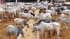 ಗೋಶಾಲೆ ಆರಂಭದ ನಿರ್ಧಾರ ಹಿಂಪಡೆದ ಸರ್ಕಾರ; ಕಾಂಗ್ರೆಸ್‌ ವಿರುದ್ಧ ಬಿಜೆಪಿ ಕಿಡಿ