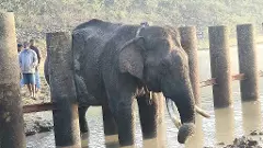 Nagarahole | ತಡೆಬೇಲಿ ಬ್ಯಾರಿಕೇಡ್‌ನಲ್ಲಿ ಸಿಲುಕಿದ ಕಾಡಾನೆ ರಕ್ಷಿಸಿದ ವನ್ಯಜೀವಿ ಸಿಬ್ಬಂದಿ