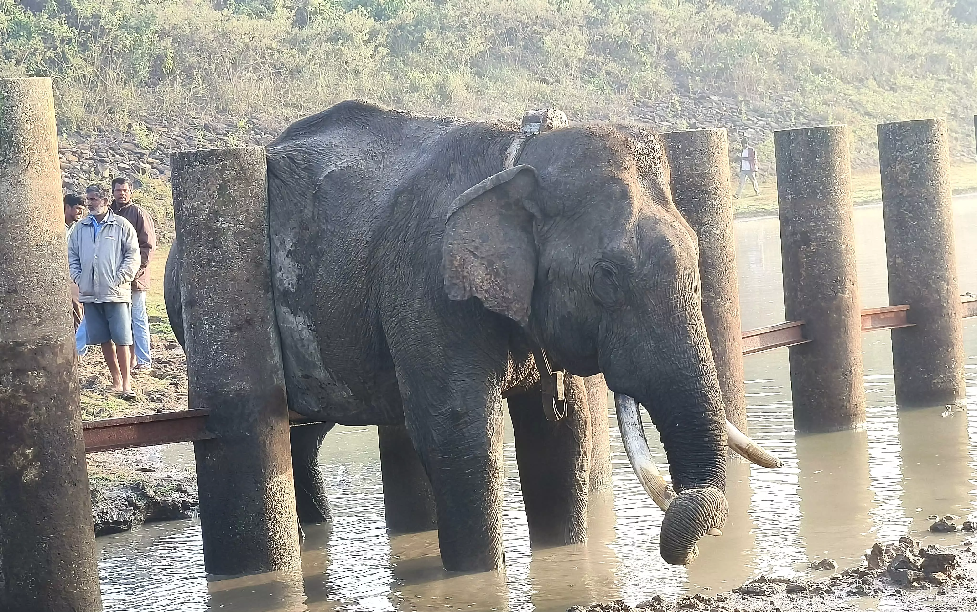 Nagarahole | ತಡೆಬೇಲಿ ಬ್ಯಾರಿಕೇಡ್‌ನಲ್ಲಿ ಸಿಲುಕಿದ ಕಾಡಾನೆ ರಕ್ಷಿಸಿದ ವನ್ಯಜೀವಿ ಸಿಬ್ಬಂದಿ