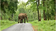 Bandipur Forest Road | ಬಂಡೀಪುರದಲ್ಲಿ ಬಸ್​, ಆ್ಯಂಬುಲೆನ್ಸ್​ಗೆ ಮಾತ್ರ ಅವಕಾಶ: ಸಚಿವ ಖಂಡ್ರೆ ಸ್ಪಷ್ಟನೆ