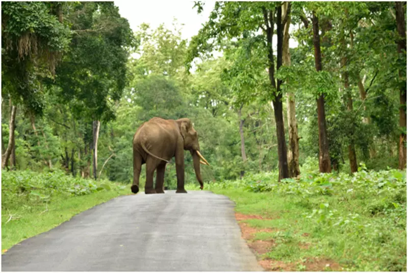 Bandipur Forest Road | ಬಂಡೀಪುರದಲ್ಲಿ ಬಸ್​, ಆ್ಯಂಬುಲೆನ್ಸ್​ಗೆ ಮಾತ್ರ ಅವಕಾಶ: ಸಚಿವ ಖಂಡ್ರೆ ಸ್ಪಷ್ಟನೆ