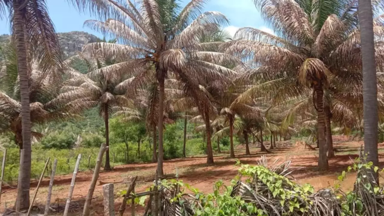 ರೋಗಕ್ಕೆ ತುತ್ತಾರುವ ತೆಂಗಿನ ಮರ ರೋಗಕ್ಕೆ ತುತ್ತಾರುವ ತೆಂಗಿನ ಮರ