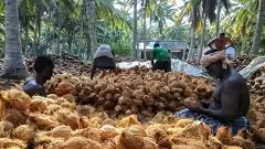 Coconut Price Hike | ತೆಂಗಿನಕಾಯಿ ದುಬಾರಿ ; ರೈತರ ಮೊಗದಲ್ಲಿ ಮಂದಹಾಸ, ಗ್ರಾಹಕರಿಗೆ ಪ್ರಯಾಸ