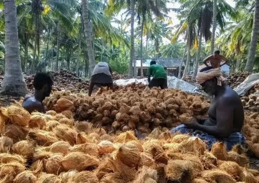 Coconut Price Hike | ತೆಂಗಿನಕಾಯಿ ದುಬಾರಿ ; ರೈತರ ಮೊಗದಲ್ಲಿ ಮಂದಹಾಸ, ಗ್ರಾಹಕರಿಗೆ ಪ್ರಯಾಸ