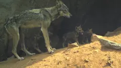 Koppala News | ಬಂಕಾಪುರ ಧಾಮದಲ್ಲಿ 8 ಮರಿಗಳಿಗೆ ಜನ್ಮ ನೀಡಿದ ತೋಳ