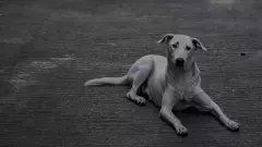 ಬೀದಿ ನಾಯಿಗಳಿಗೆ ಭಕ್ಷ್ಯ ಭೋಜನ ಇಲ್ಲ; ಕೋಳಿ ತ್ಯಾಜ್ಯ ಬಳಸಿ ತಯಾರಿಸಿದ ಊಟವಷ್ಟೇ- ಬಿಬಿಎಂಪಿ‌ ಸ್ಪಷ್ಟನೆ