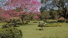 Cubbon Park| ವಾರಾಂತ್ಯದಲ್ಲಿಯೂ ಕಬ್ಬನ್‌ ಪಾರ್ಕ್ ಒಳಗೆ ವಾಹನ ಸಂಚಾರಕ್ಕೆ ಅವಕಾಶ