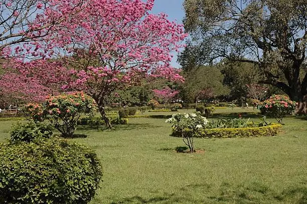 Cubbon Park| ವಾರಾಂತ್ಯದಲ್ಲಿಯೂ ಕಬ್ಬನ್‌ ಪಾರ್ಕ್ ಒಳಗೆ ವಾಹನ ಸಂಚಾರಕ್ಕೆ ಅವಕಾಶ