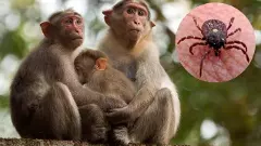 Kyasanur Forest Disease | ಸೋಂಕು ಹೆಚ್ಚಳ: ಮಲೆನಾಡಿಗರನ್ನು ಸಾವಿನ ಎದುರು ಬರಿಗೈ ಸಮರಕ್ಕೆ ಬಿಟ್ಟಿತೇ ಸರ್ಕಾರ?