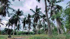 Coconut Production: ಕೇರಳವಲ್ಲ ಈಗ ಕರ್ನಾಟಕ ಭಾರತದ ತೆಂಗಿನ ರಾಜಧಾನಿ