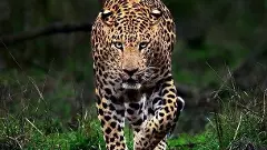 Leopards | ಹೆಸರಘಟ್ಟ ಅರಣ್ಯ ವ್ಯಾಪ್ತಿಯಲ್ಲಿ ಚಿರತೆ ಓಡಾಟ; ನಗರವಾಸಿಗಳ ಆತಂಕ