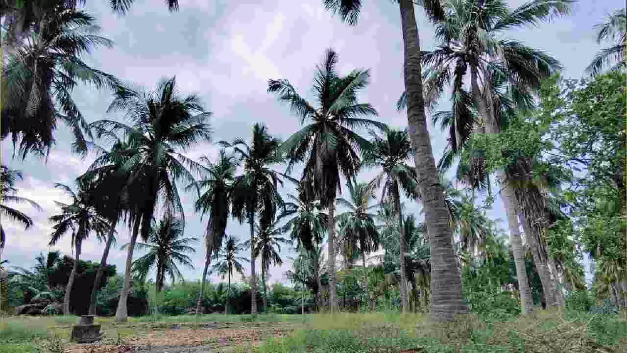 Coconut Production: ಕೇರಳವಲ್ಲ ಈಗ ಕರ್ನಾಟಕ ಭಾರತದ ತೆಂಗಿನ ರಾಜಧಾನಿ