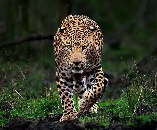 Leopards | ಹೆಸರಘಟ್ಟ ಅರಣ್ಯ ವ್ಯಾಪ್ತಿಯಲ್ಲಿ ಚಿರತೆ ಓಡಾಟ; ನಗರವಾಸಿಗಳ ಆತಂಕ